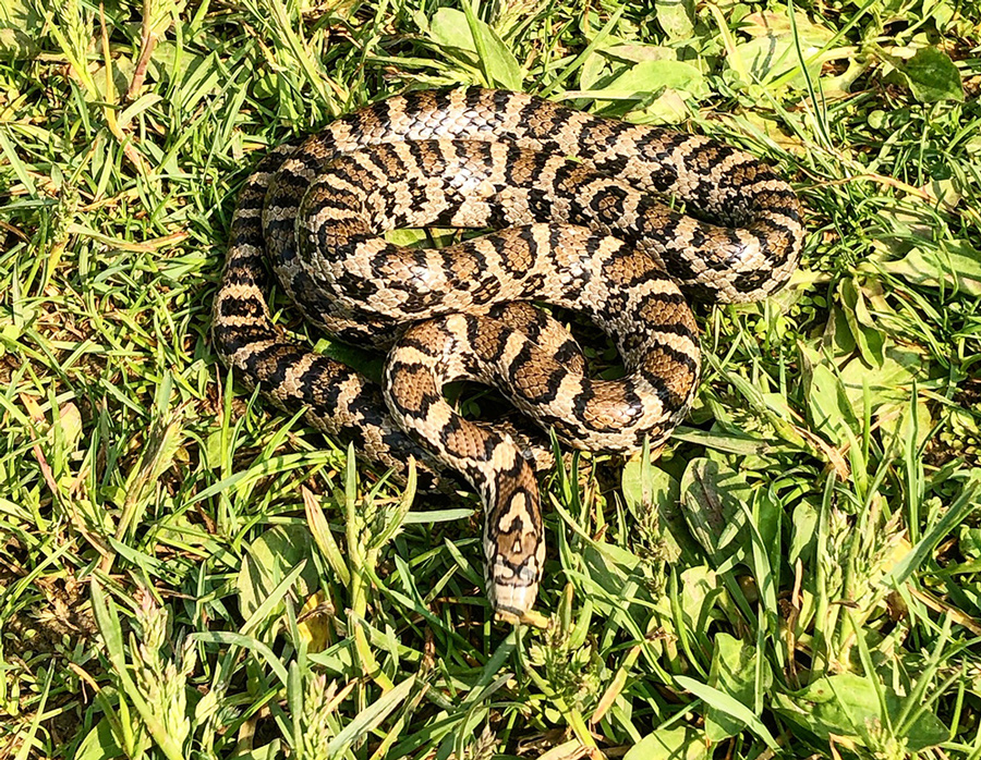 A coiled Eastern milksnake in grass