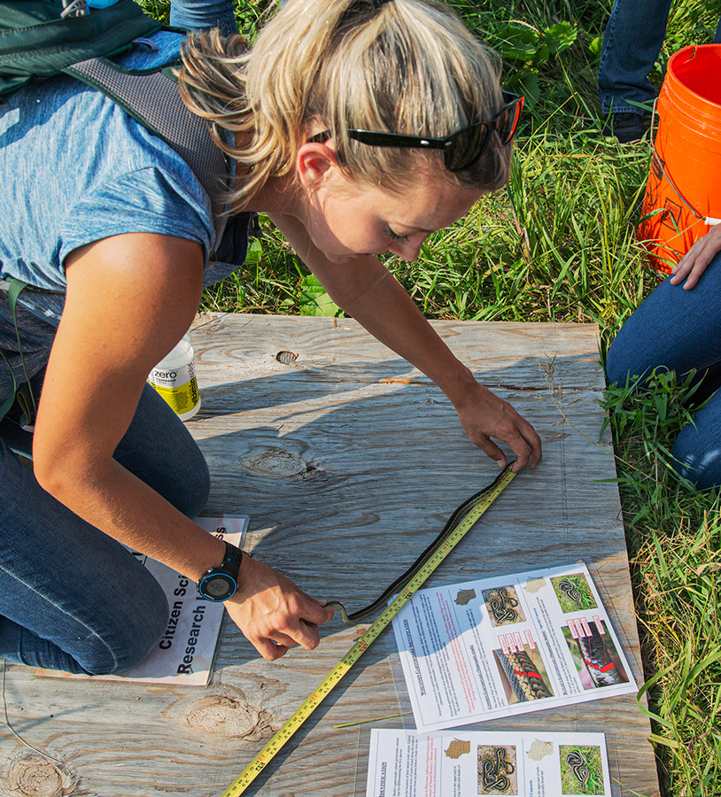 A woman measures the length of a garter snake on a plywood board