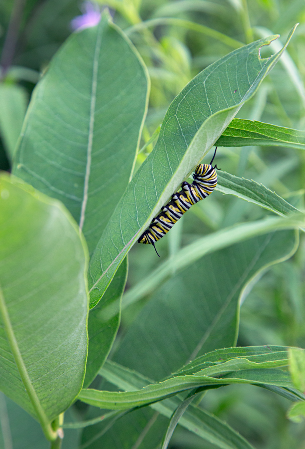 Monarch caterpillar on milkweed leaf