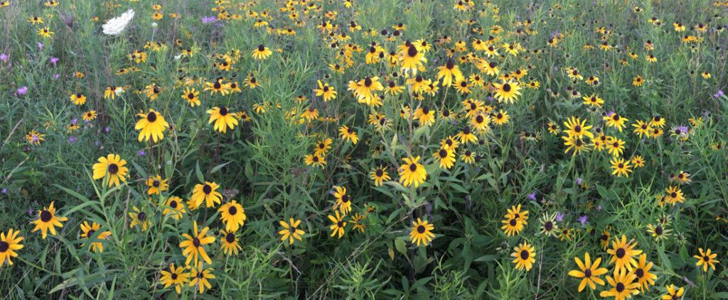 A field of black-eyed Susans