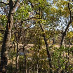 view through autumn leaves towards wetland