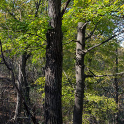 woodland trees and green foliage