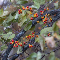 ripening bittersweet berries