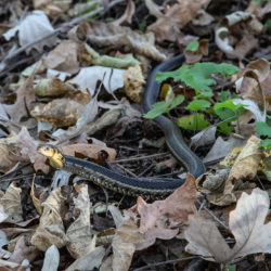 garter snake in autumn leaves