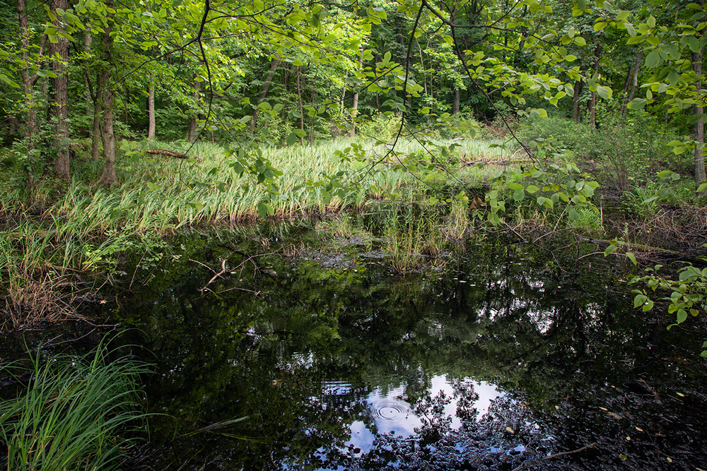 Wetland pond in a woodland