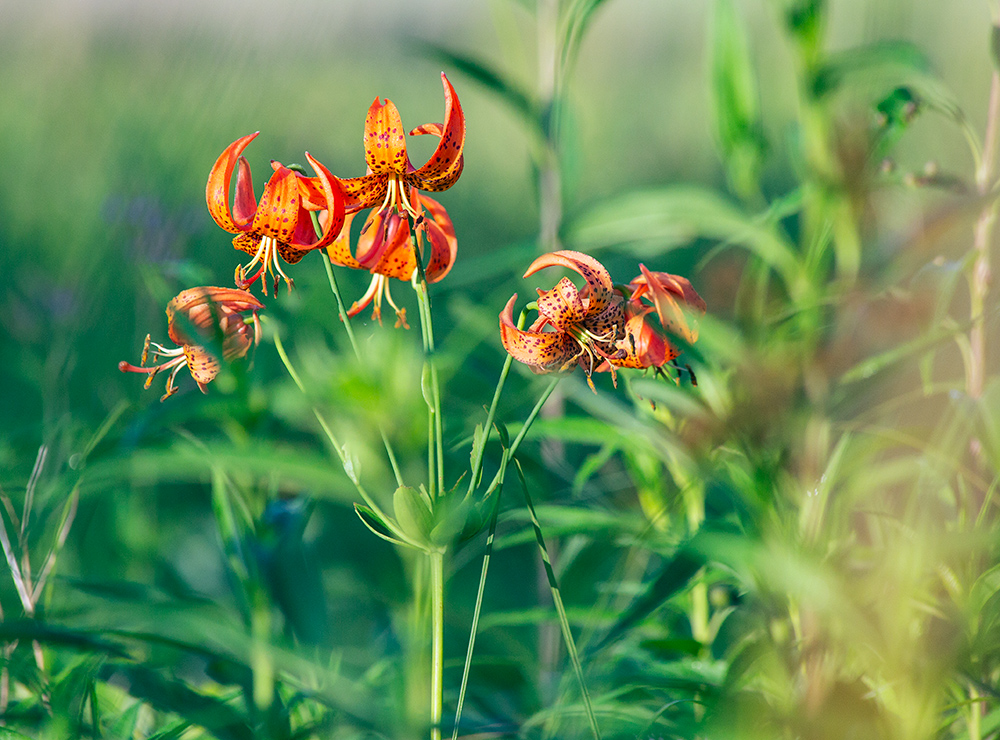 Wild tiger lilies in bloom