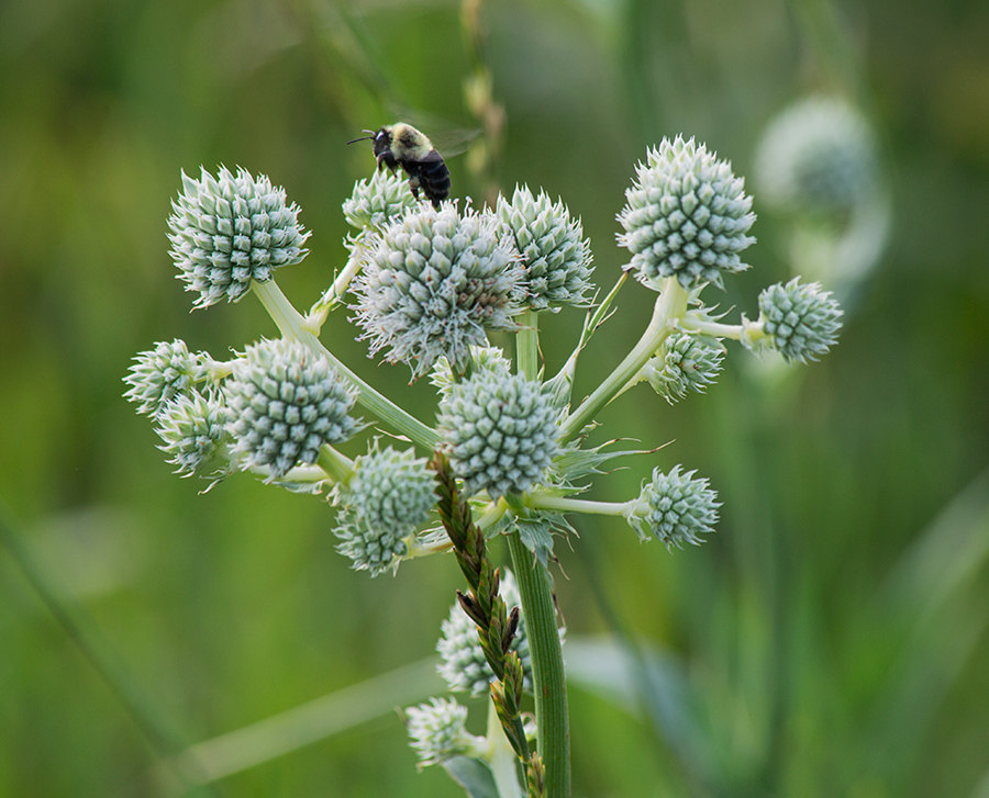 Common eastern bumblebee visits a rattlesnake master.