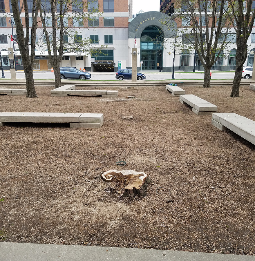 a tree stump and benches in the former chestnut grove