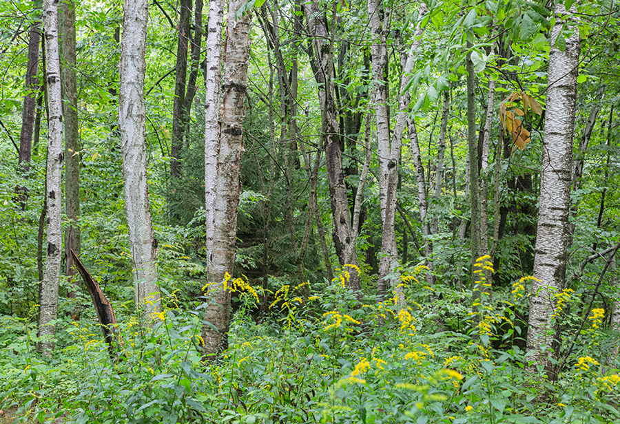 birch tree grove with goldenrod