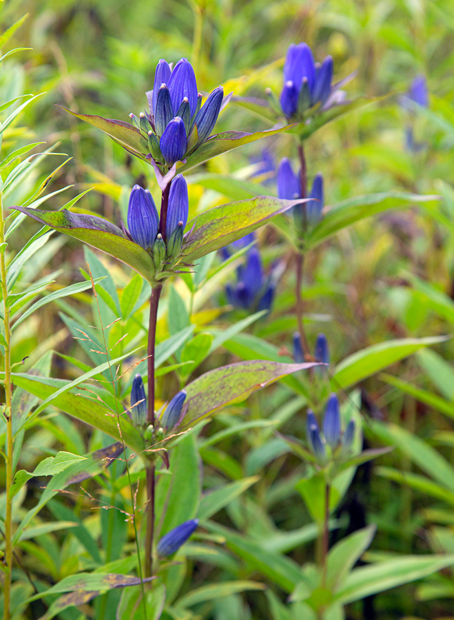 Blue bottle gentian flowers viewed from the side