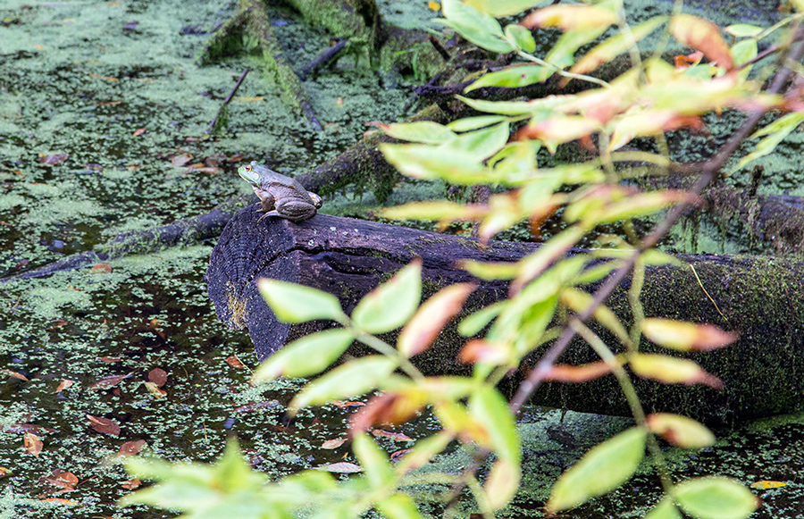 bullfrog sitting on a log over a pond