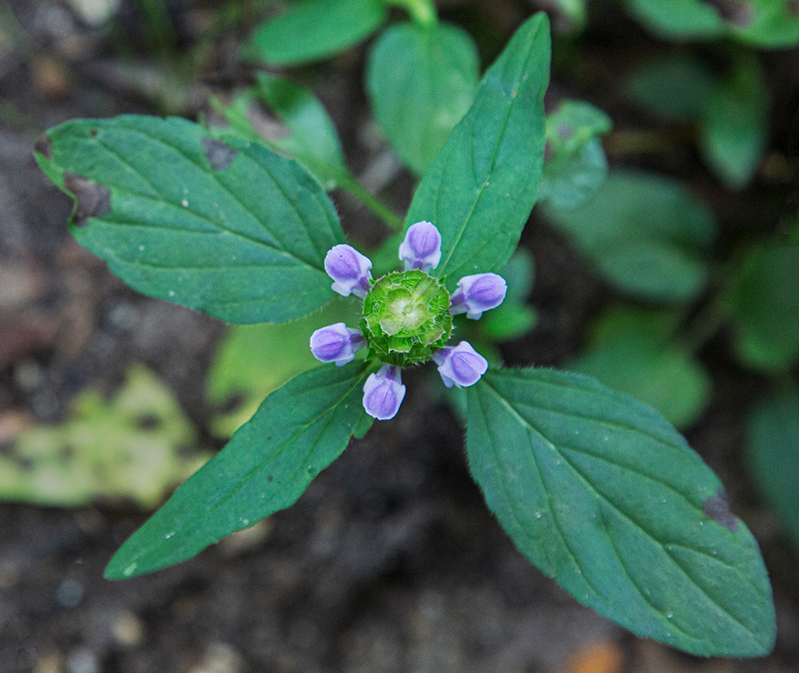 Common selfheal flower in bloom