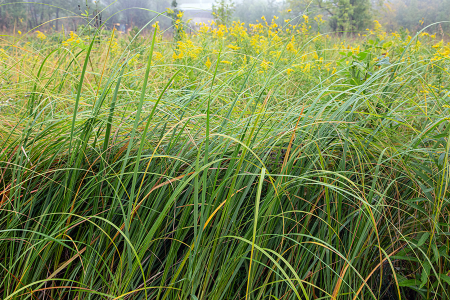 grasses and wildflowers bending in the breeze