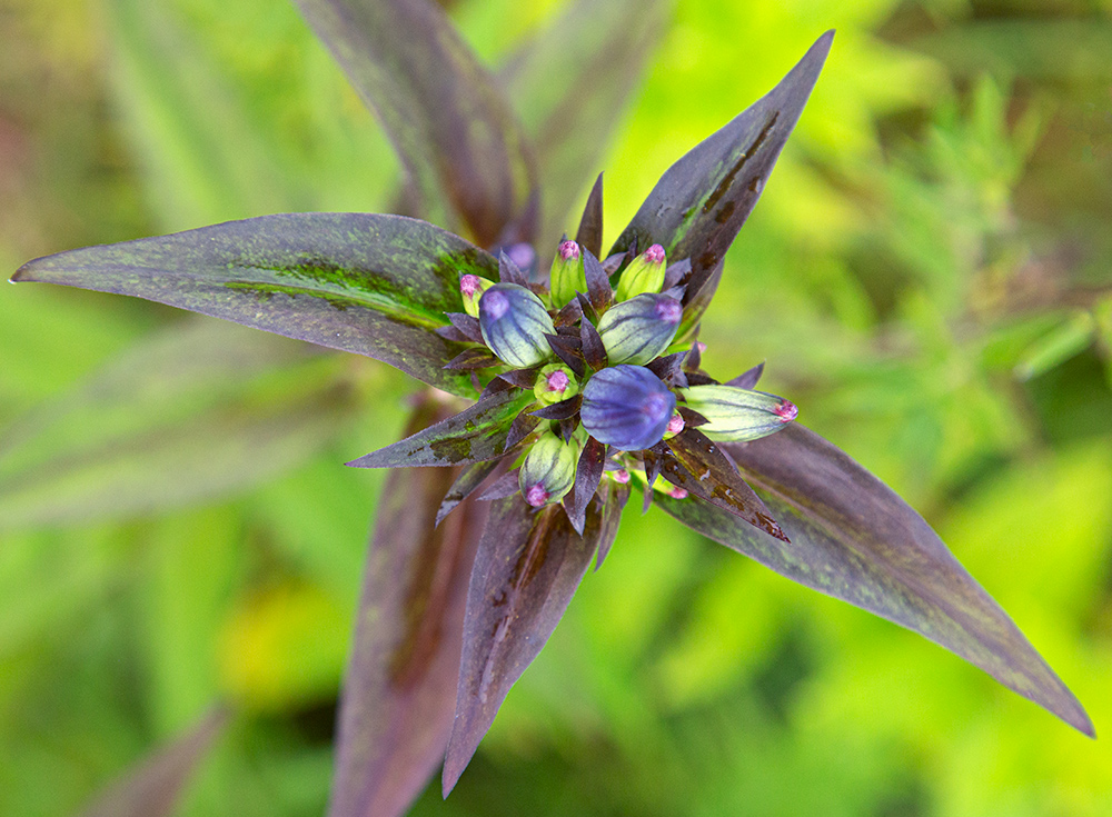 Blue bottle gentian blossom viewed from above