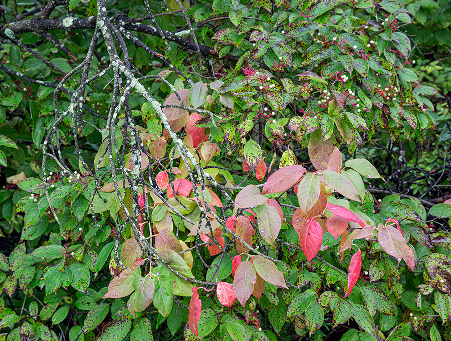 gray dogwood with bright red and green leaves and berries