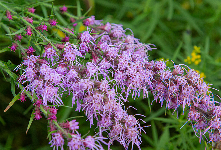 Drooping blazing star flowers