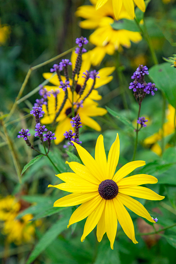 Black-eyed Susan and blue vervain