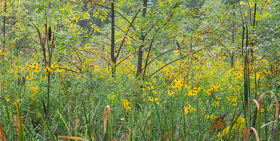 woodland wildflowers