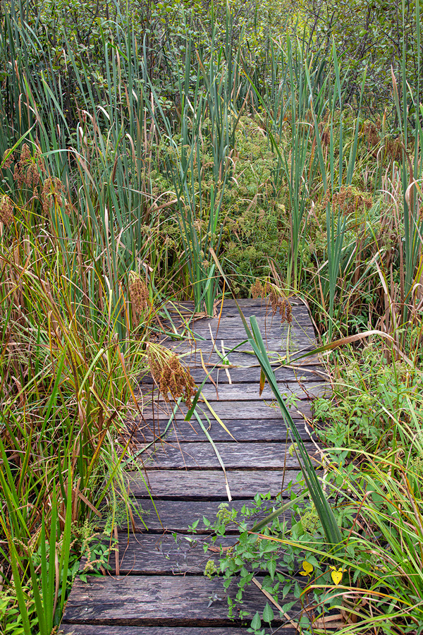 The end of the boardwalk in a wetland with cattails