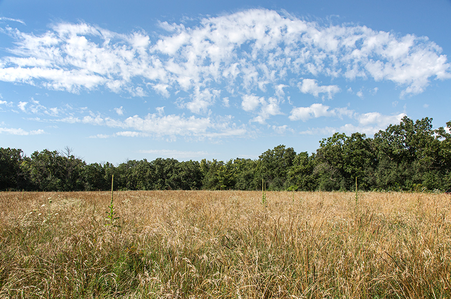 A broad field of tall grass and wildflowers with trees in the background