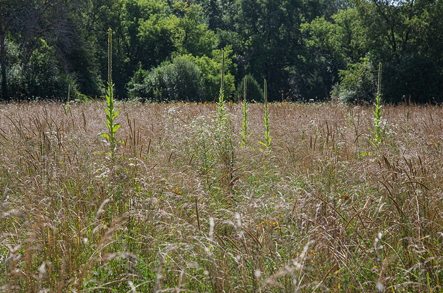 field of tall grass and wildflowers with woodland in the background