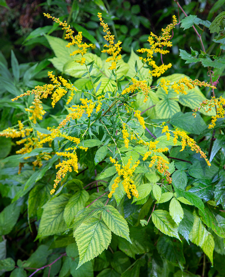 radiating goldenrod atop spreading leaves