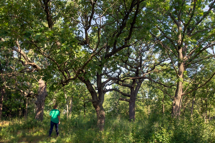 A young woman walking in an oak grove