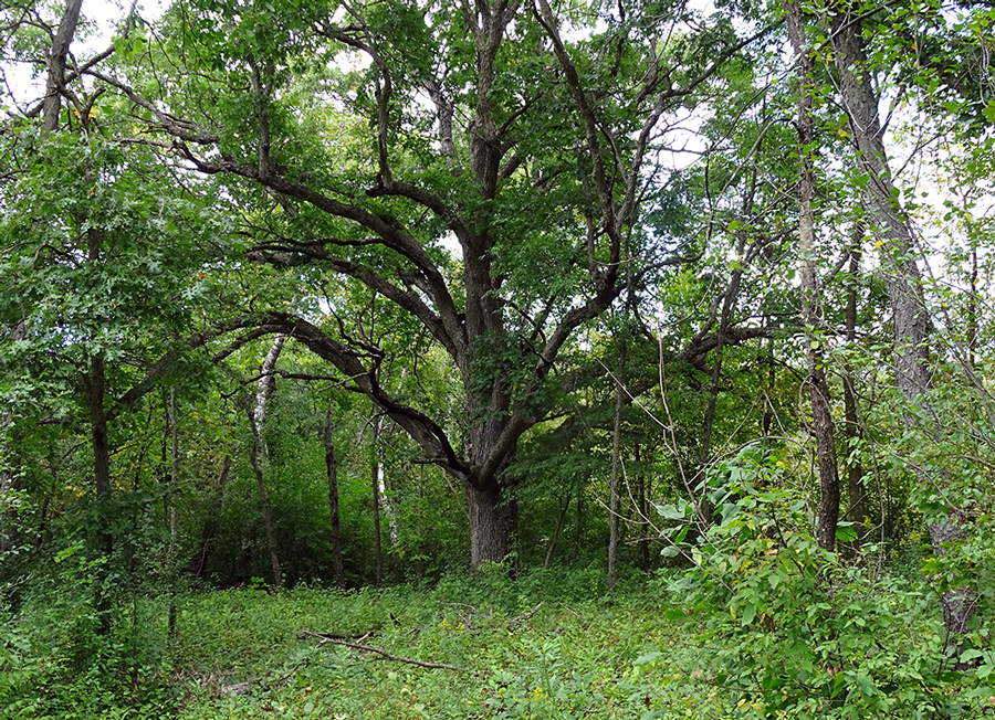 A large oak in a woodland opening