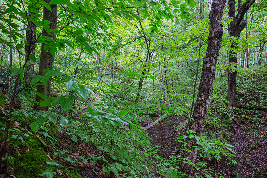 a ravine with lush green foliage