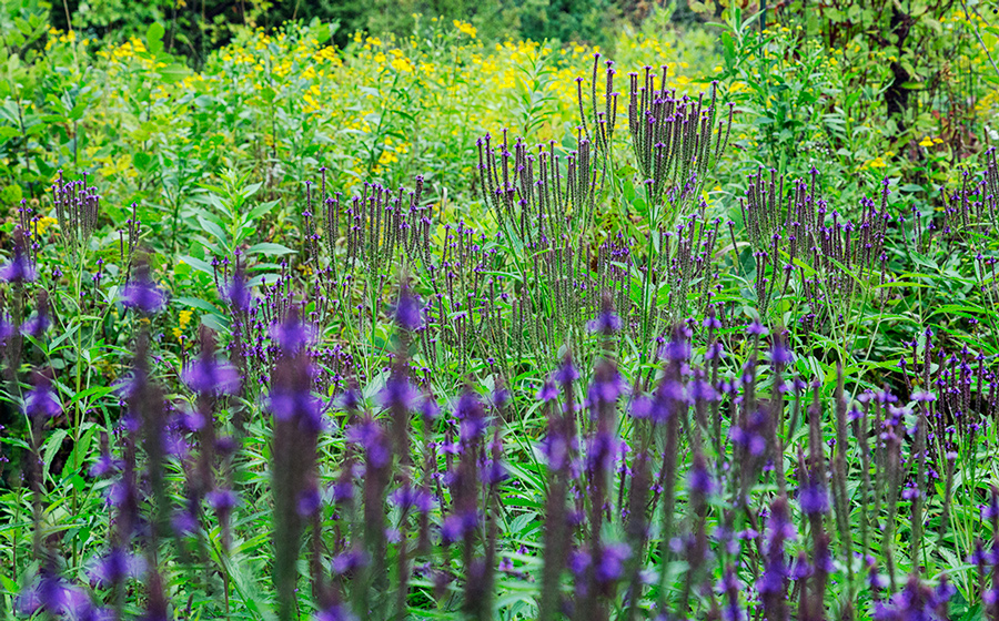 A palisade of blue vervain in bloom