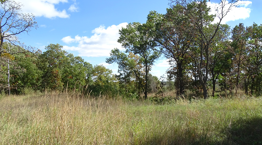 A grassy meadow surrounded by trees