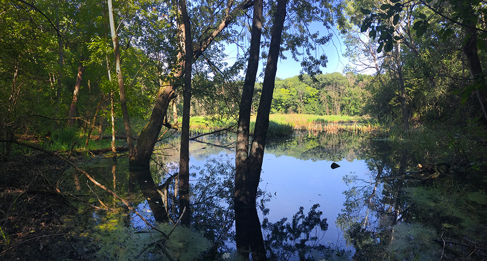 wetland pond surrounded by woodland