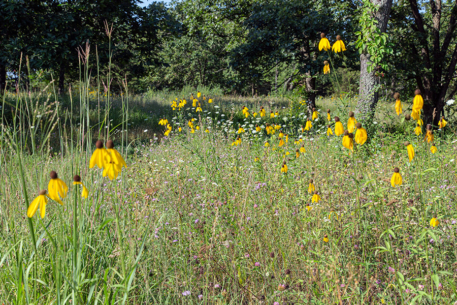 wildflowers in a woodland meadow