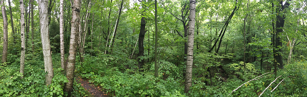 Woodland panorama