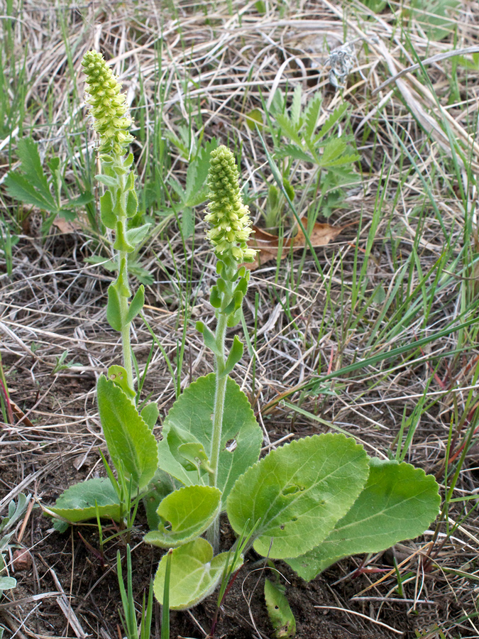 two kittentail plants