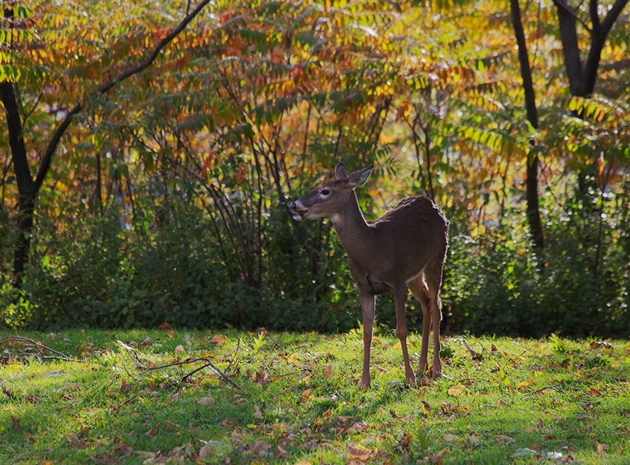 a deer backlit at sunset