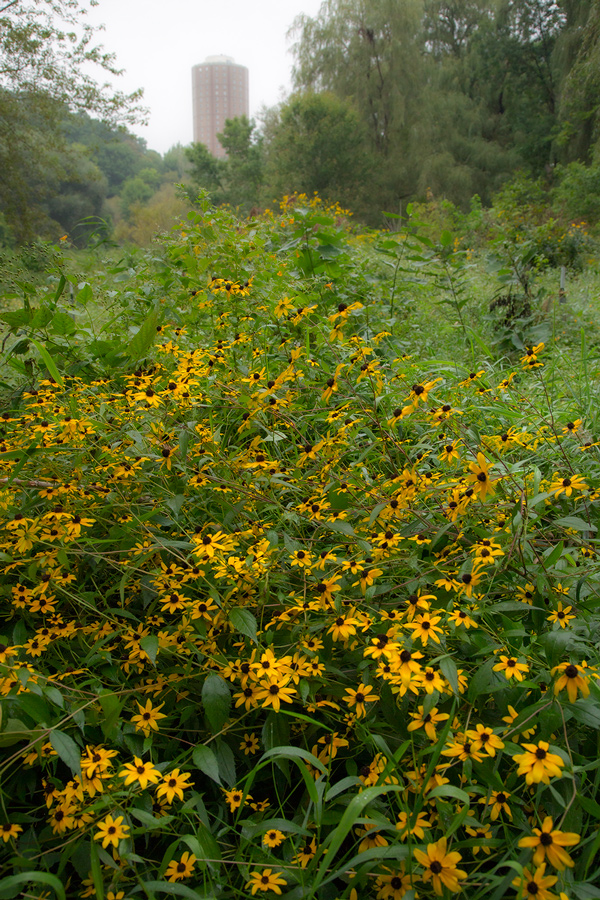 Wildflowers in Riverside Park with an apartment tower in the background