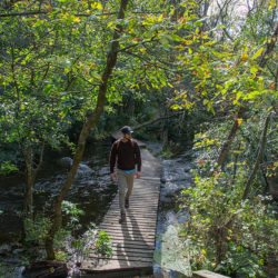 a man walking on a boardwalk across a small river in a woodland