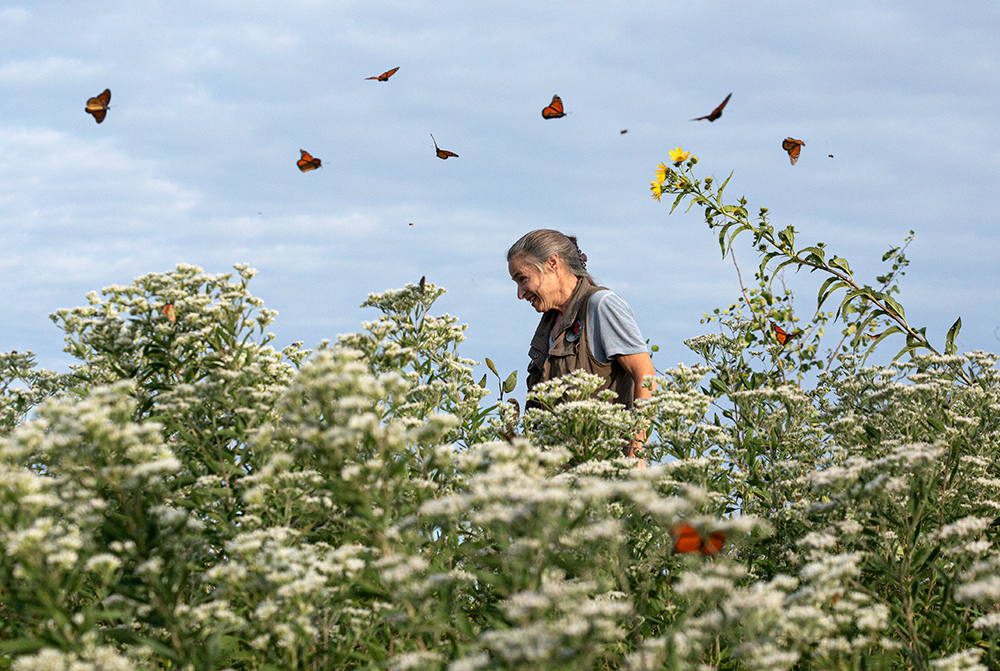 A woman in a field of flowering boneset with monarch butterflies fluttering around her head