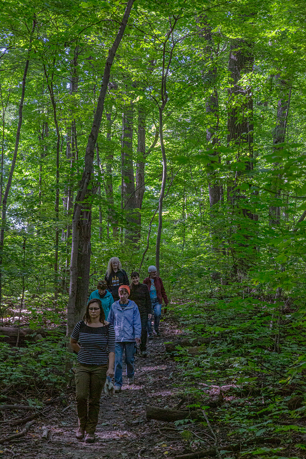 hikers on a woodland trail