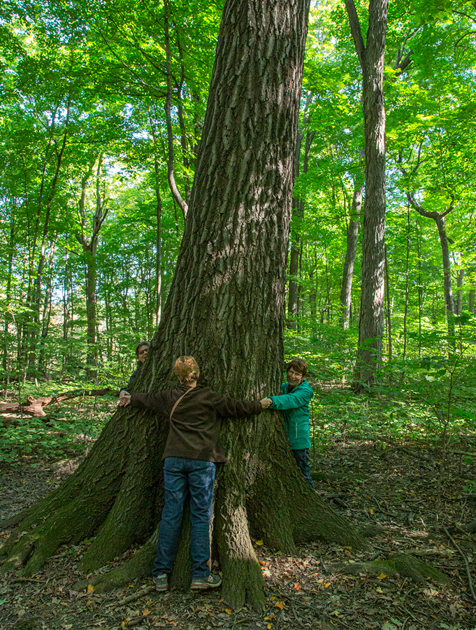 people encircling a large tree trunk in a woodland setting