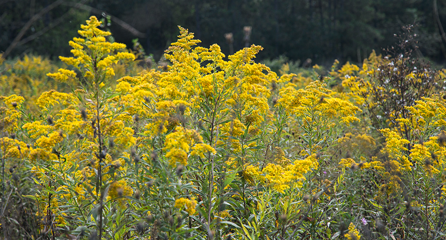 Canada goldenrod