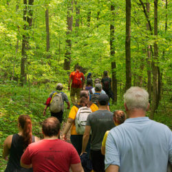 a group of people hiking down a trail in a woodland