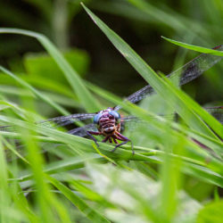 a dragonfly in grass