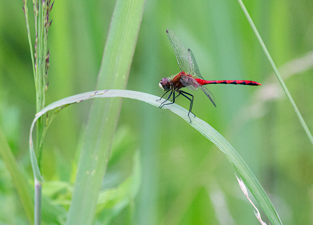 Red meadowhawk dragonfly