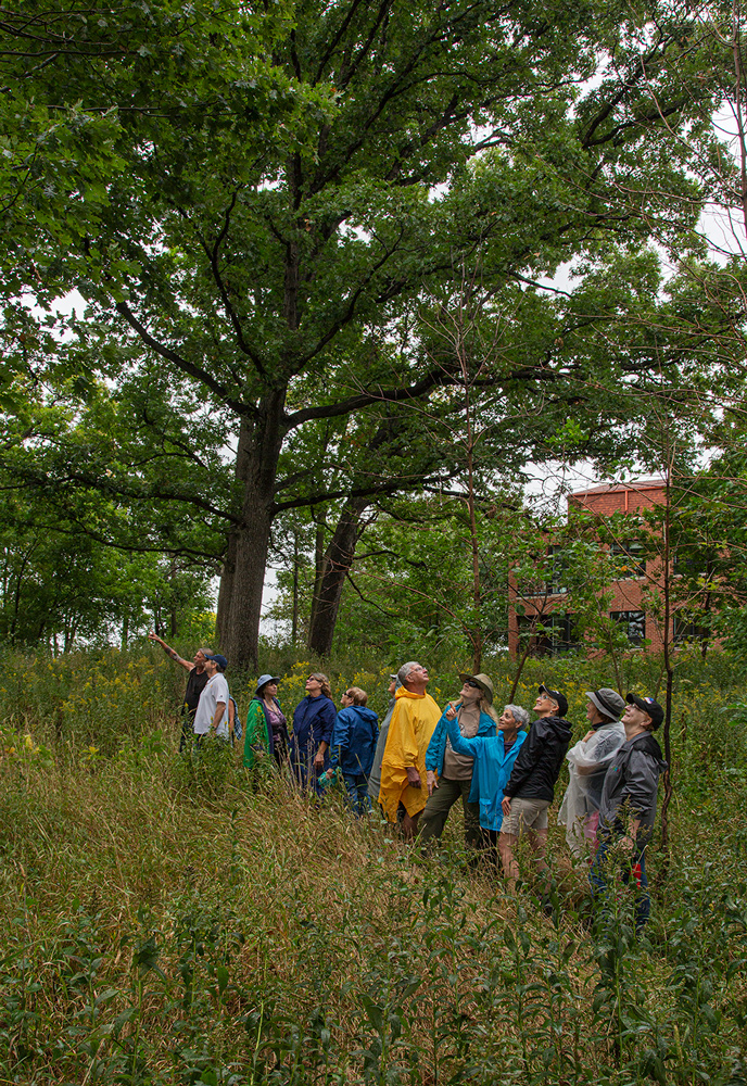 a group of hikers standing in a meadow among oak trees