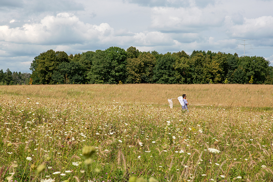 a man with two butterfly nets far away in a large field