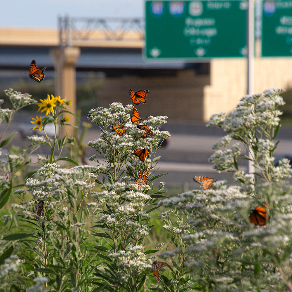 Monarch butterflies on boneset blossoms next to the freeway