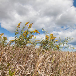 hillside with blowing grasses and goldenrod