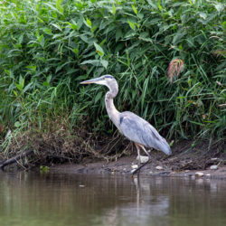 great blue heron standing at the bank of a river